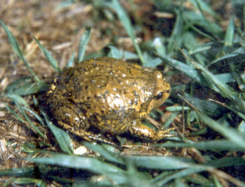 맹꽁이 Boreal Digging Frog (Kaloula borealis).jpg