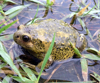 맹꽁이 Boreal Digging Frog (Kaloula borealis) Korean Narrow-mouthed Frog.jpg