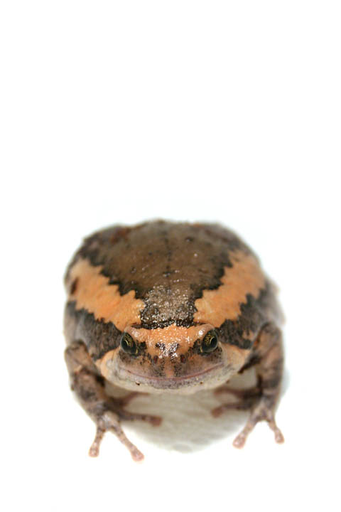Chubby Frog 03-Banded Bull Frog (Kaloula pulchra).jpg