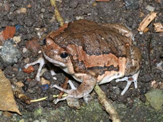 banded bullfrog-Chubby Frog-Banded Bull Frog (Kaloula pulchra).jpg