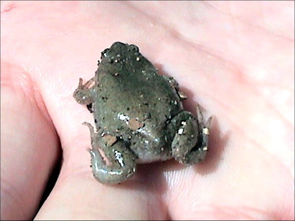 Great Plains Narrowmouth Toad (Gastrophryne olivacea).jpg