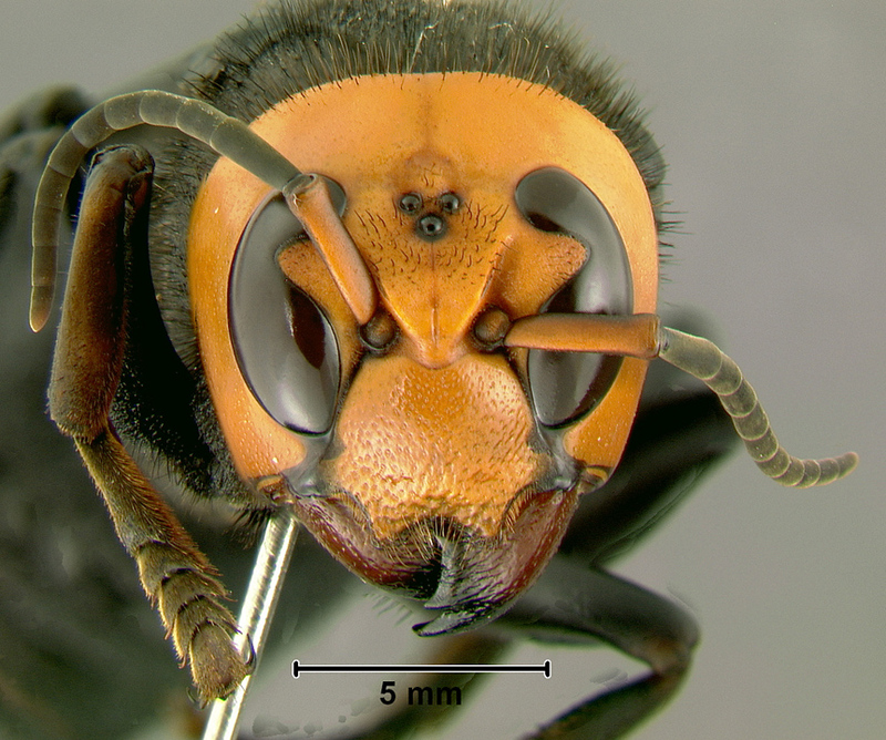 Asian Giant Hornet (Vespa mandarinia).jpg