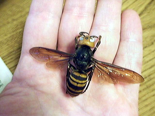 Picture Asian Giant Hornet (Vespa mandarinia).jpg
