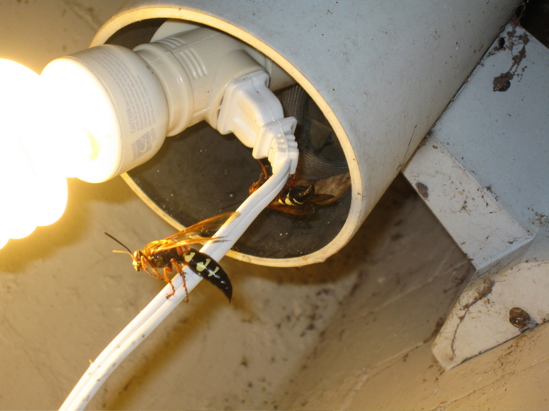 Cicada Killer Wasp (Sphecius speciosus) Perched.jpg