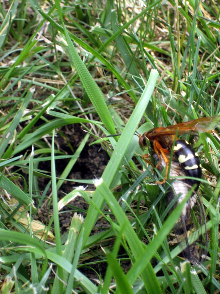 Cicada Killer Wasp (Sphecius speciosus).jpg
