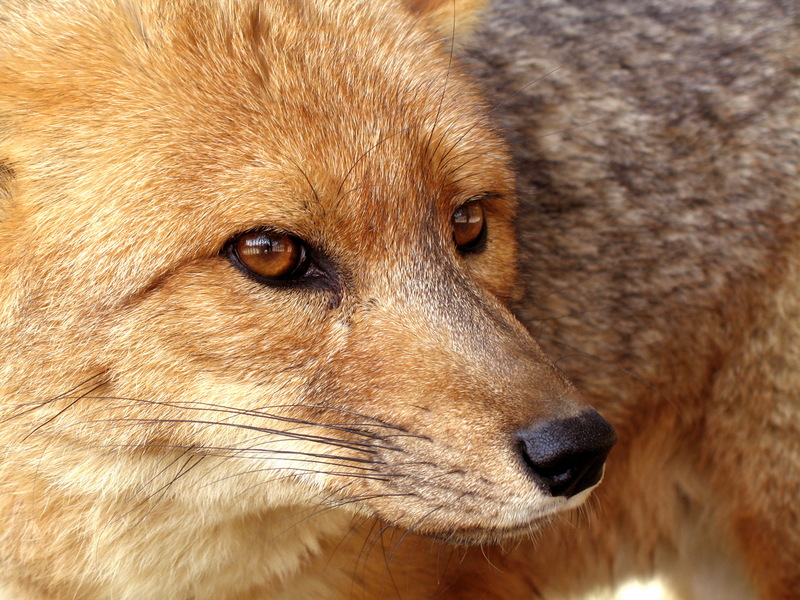 Culpeo (Pseudalopex culpaeus) Patagonian Fox.jpg