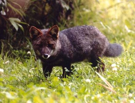 Darwin\'s Fox or Darwin\'s Zorro (Pseudalopex fulvipes).jpg