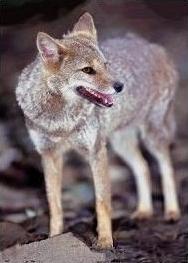Hoary-zorro-Hoary Fox (Pseudalopex vetulus).jpg