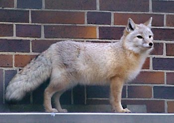 Korsak-Corsac Fox (Vulpes corsac).jpg