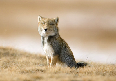M TIFO Tibetan Fox (Vulpes ferrilata).jpg