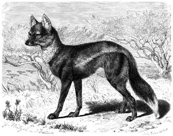 Canis adustus - Brehm-Side-striped Jackal (Canis adustus).jpg