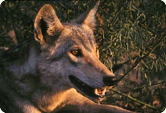Indian Wolf (Canis indica).jpg
