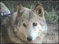  40282853 himawolf satish 203-Himalayan Wolf (Canis indica).jpg