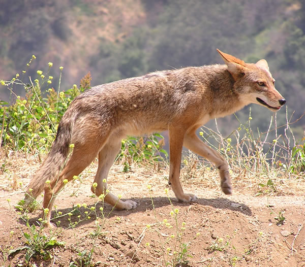Coyote (Canis latrans).jpg