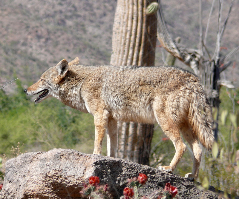 Mearns Coyote Canis latrans mearnsi.jpg