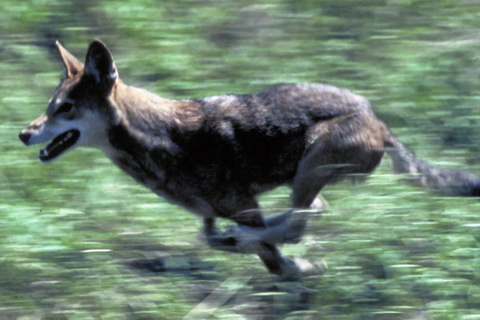 Red Wolf, Canis rufus FWS cropped.jpg