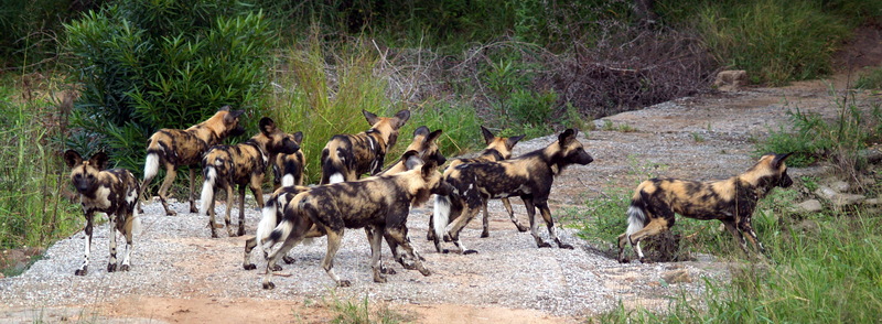Wild Dog Kruger National Park South Africa-African Wild Dog (Lycaon pictus).jpg