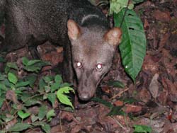 Small-eared Fox-1076-1b-Short-eared Dog (Atelocynus microtis) Zorro.jpg