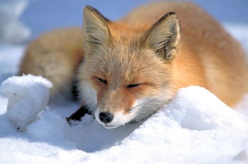 Vulpes vulpes laying in snow-Hokkaido Red Fox, Vulpes vulpes schrencki.jpg