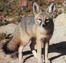SwiftFox-Swift Fox (Vulpes velox).jpg