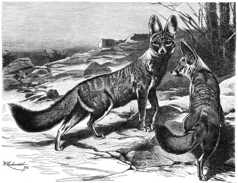 Kama-drawing-Cape Fox (Vulpes chama).jpg