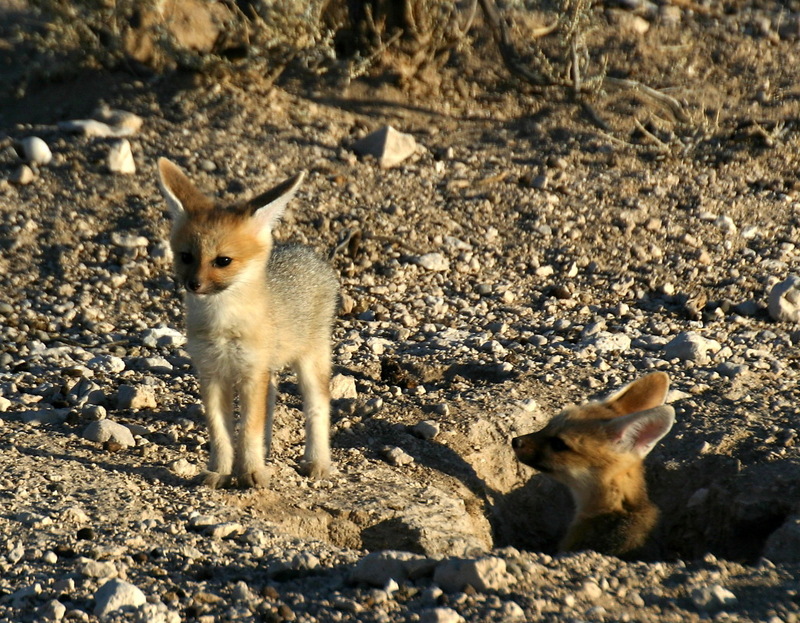Kapfuchs-nachwuchs-Cape Fox (Vulpes chama).jpg