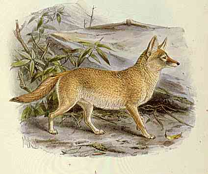 Vulpes pallida (Pale fox).jpg