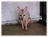 Indian fox (Vulpes bengalensis) Bengal Fox.jpg