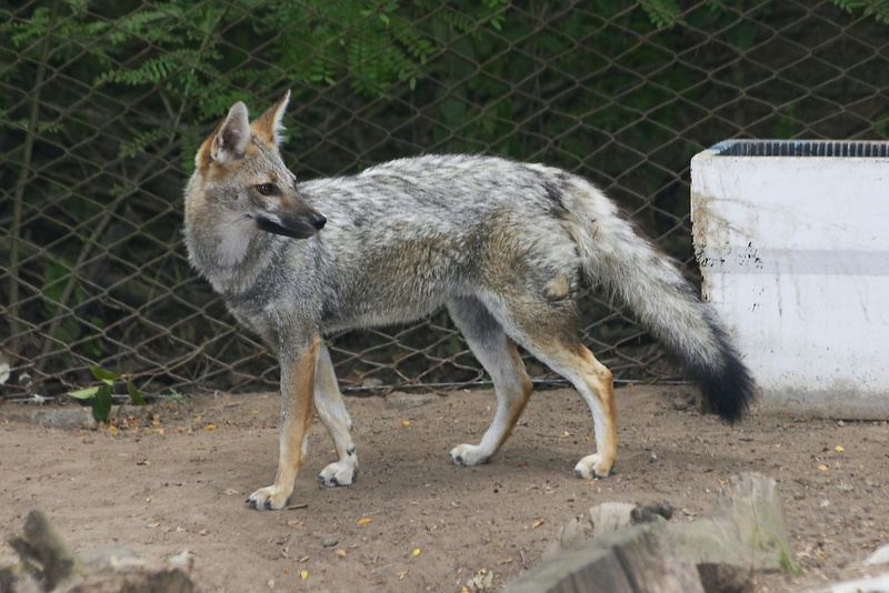 Zoo Am??rica-2874f-Urocyon cinereoargenteus-Grey Fox.jpg