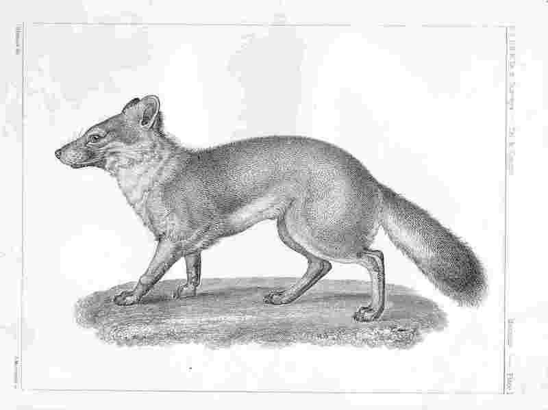 Vulpes littoralis-Island Fox (Urocyon littoralis).jpg