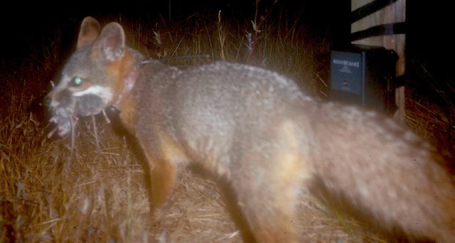 Island Fox, Urocyon littoralis with prey.jpg