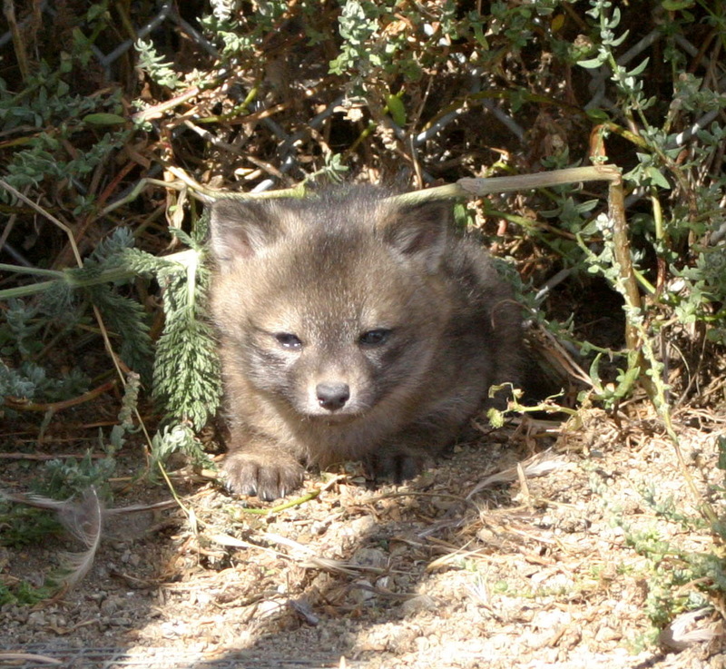 Island Fox, Urocyon littoralis pup.jpg