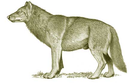 direwolf-Dire Wolf (Canis dirus), extinct.jpg