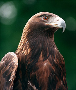 GoldenEagle1-Golden Eagle (Aquila chrysaetos).jpg