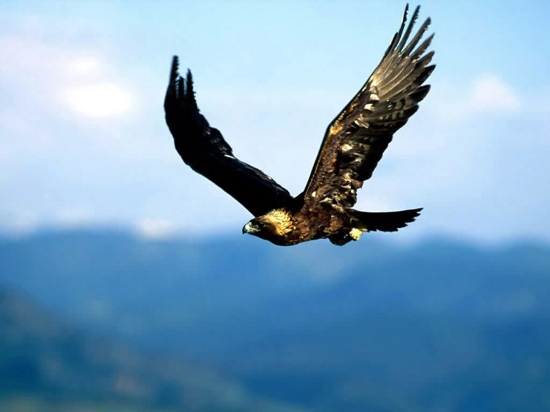 GoldenEagle2-Golden Eagle (Aquila chrysaetos) flying.jpg