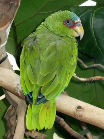 Stavenn Amazona albifrons 00-White-fronted Amazon Parrot.jpg