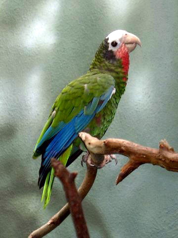 Stavenn Amazona leucocephala 00 Cuban Amazon Parrot.jpg