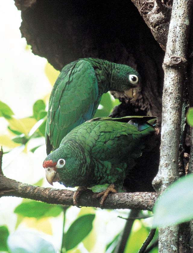 Puerto Rican Amazon Parrot (Amazona vittata).jpg
