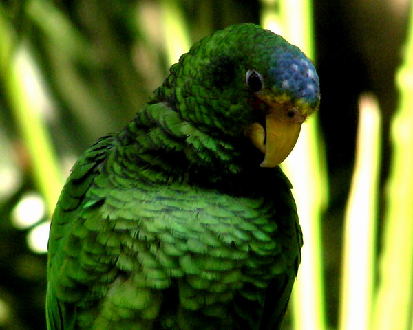 Yellow-lored Amazon parrot (Amazona xantholora).jpg