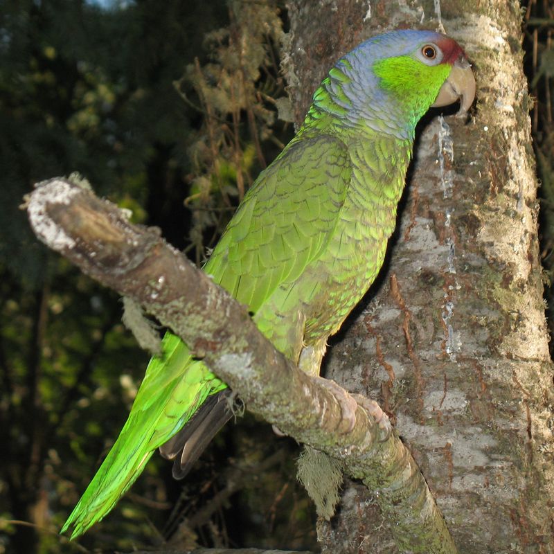 Lilac-crowned Amazon Alternate1-Lilac-crowned Amazon Parrot (Amazona finschi).jpg