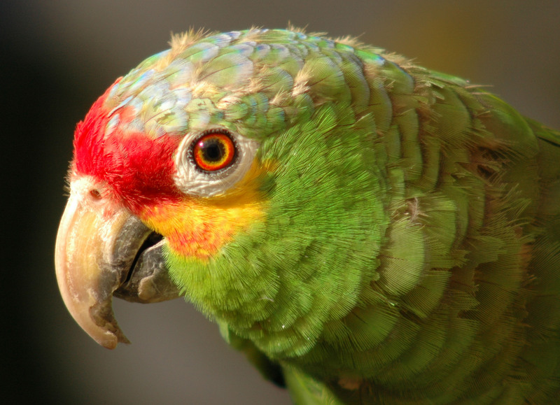 Red-lored Amazon Parrot (Amazona autumnalis).jpg