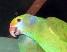 Blue-cheeked Amazon Parrot (Amazona dufresniana).jpg