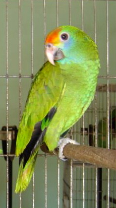 Red-browed Amazon Parrot (Amazona rhodocorytha).jpg