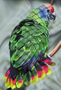 Red-tailed Amazon Parrot (Amazona brasiliensis).jpg
