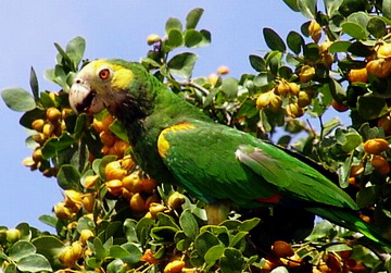 Yellow-shouldered Amazon Parrot (Amazona barbadensis).jpg