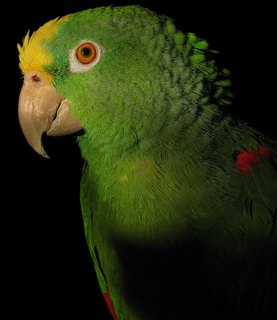 Yellow naped amazon parrot left side-Yellow-crowned Amazon (Amazona ochrocephala).jpg
