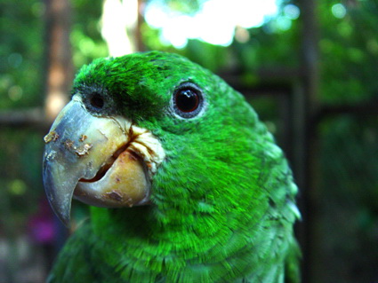 Kawall\'s Amazon Parrot (Amazona kawalli).jpg