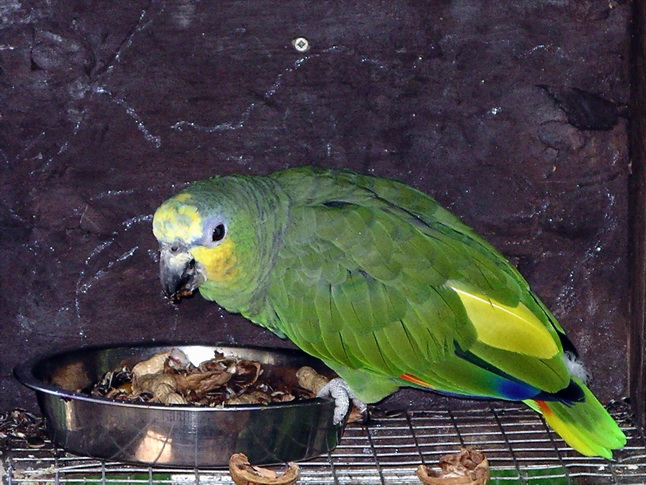 Orange-winged amazon parrot 31l07-Amazona amazonica.jpg