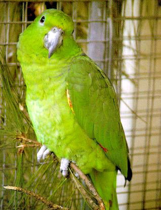Scaly-naped Amazon Parrot (Amazona mercenaria).jpg