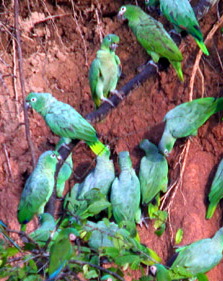 Mealy Amazon Parrot (Amazona farinosa).jpg